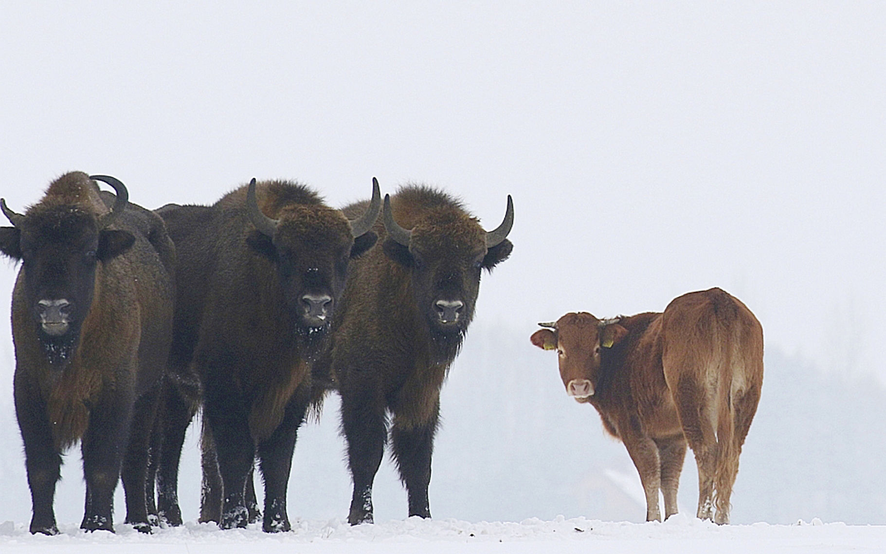 APTOPIX Poland Cow Joins Bison